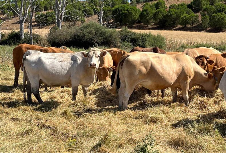 Castilla y León impulsa el relevo generacional en el campo con 5 millones de euros en ayudas para la sucesión de explotaciones agrarias 